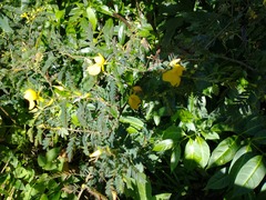 Chamaecrista glandulosa swartzii