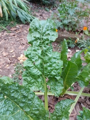 Beta vulgaris cicla