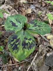 Trillium stamineum