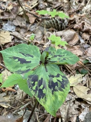 Trillium stamineum