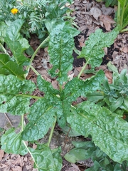 Beta vulgaris cicla