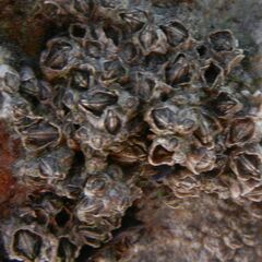 Austrominius modestus