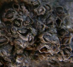 Austrominius modestus