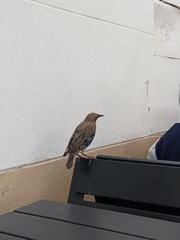 Sturnus vulgaris