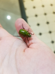 Anomala castaneoventris