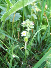 Euphrasia officinalis