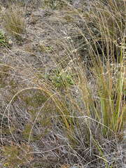 Chionochloa rubra