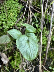 Lunaria annua