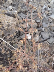 Symphoricarpos longiflorus