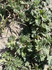 Glandularia quadrangulata