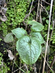 Lunaria annua