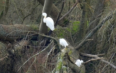 Ardea alba alba