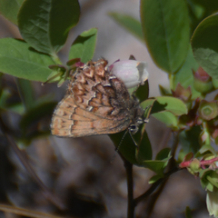 Callophrys eryphon