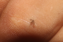 Phlebotominae