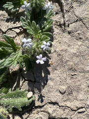 Glandularia quadrangulata