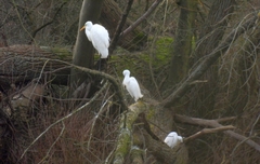 Ardea alba alba