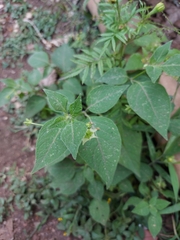 Jaltomata procumbens