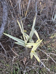 Arundo donax versicolor