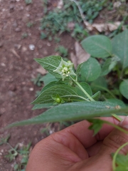 Jaltomata procumbens