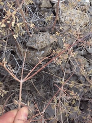 Symphoricarpos longiflorus