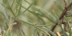 Aceria paracalifornica