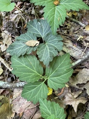 Cardamine diphylla