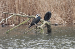 Phalacrocorax carbo sinensis