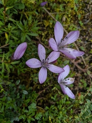 Gentianella cerastioides