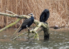 Phalacrocorax carbo sinensis