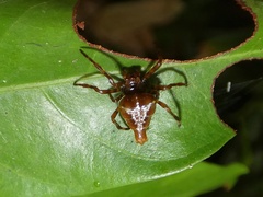 Witica crassicauda