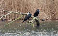 Phalacrocorax carbo sinensis