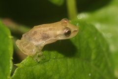 Scinax staufferi