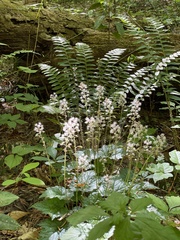 Tiarella wherryi