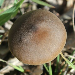 Entoloma vernum