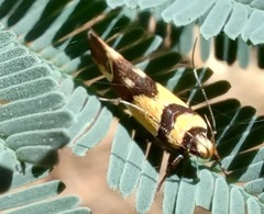 Macrobathra