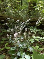 Tiarella wherryi