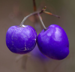 Dianella caerulea producta