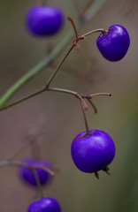 Dianella caerulea producta