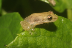 Scinax staufferi