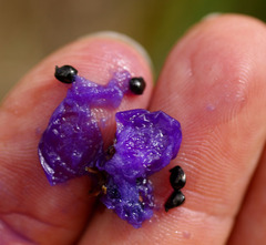 Dianella caerulea producta