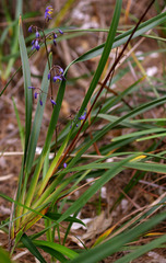 Dianella caerulea producta