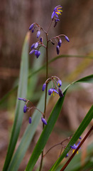 Dianella caerulea producta