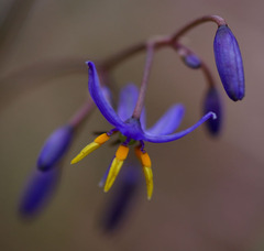 Dianella caerulea producta