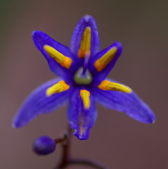 Dianella caerulea producta