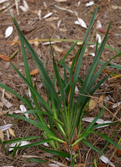 Dianella caerulea producta