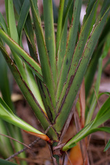 Dianella caerulea producta