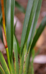 Dianella caerulea producta