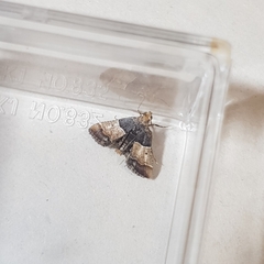 Pyralis pictalis