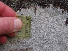 Pertusaria plittiana