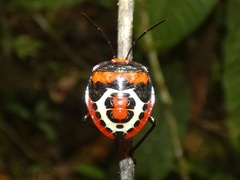 Brachystethus rubromaculatus